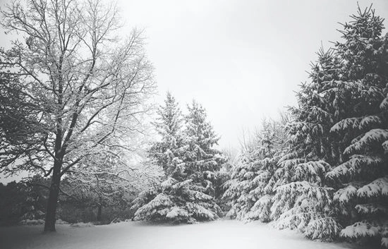 Garten im Winter Garten_winterfest
