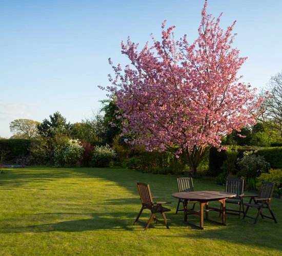blühender Baum Gartengestaltung_individuelle_Gartenplanung