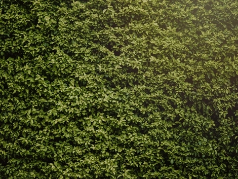 Nahaufnahme immergrüne Hecke Zäune&Mauern_Hecke